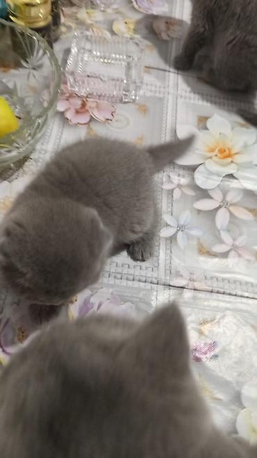 Pişiklər: Britan — 12