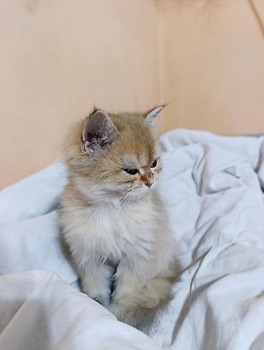 шотландские котята купить: Скотиш Фолд (Шотландская вислоухая), 3 месяца, Мальчик, Золотая шиншилла, Приучена к лотку — 3
