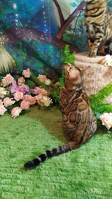 племенной: Красивейшие бенгальские котята 3месяца. есть 6мес. Проф питомник бен — 9
