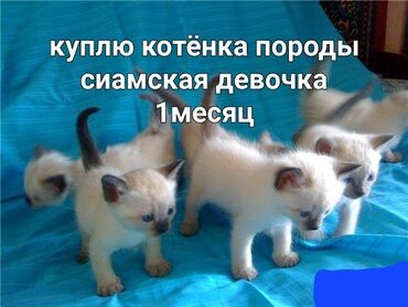 Продажа кошек: Сиамская, 1 месяц, Девочка, Приучена к лотку, Проглистована, С документами