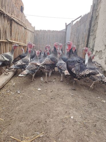 Hinduşka: Salam aleykum Bu ilki hinduskalardir kentde yetisdirilib tebii — 3