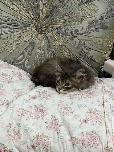 приручен: Кошка даром: Беспородная, 2 месяца, Девочка — 3