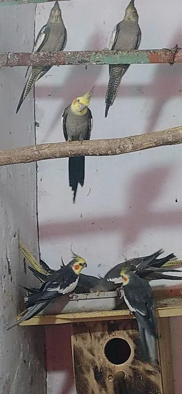korella qus: Nimfa (Cockatiel) tutuquşuları – müxtəlif rənglərdə populyasiya - — 7