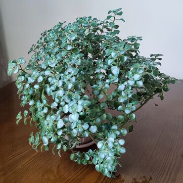 Драцены и Сансевиерии: Домашние и комнатные цветы в горшках. Герань, Алоэ, долларовое дерево — 13