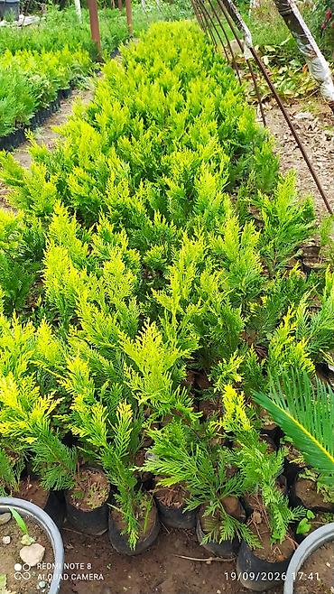 divar kağızları ve qiymetleri: Limonni yolka. Leylandıra. amerkan toya. kamsparis .majivilik — 2