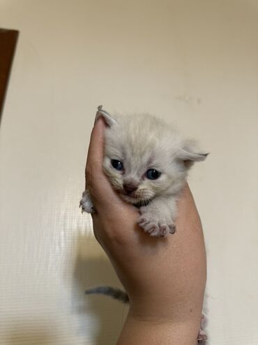 Pişiklər: Şotland — 5