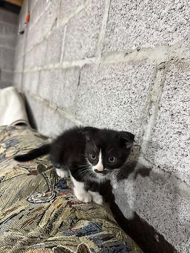 кошка регдолл: Котёнок, короткошёрстный, окрас черно-белый (тёмная спинка и бока — 1