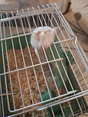 Зоотовары: Hamster və qəfəs dəsti - Növ: kiçik hamster (ağ rəng tonlarında) - — 3