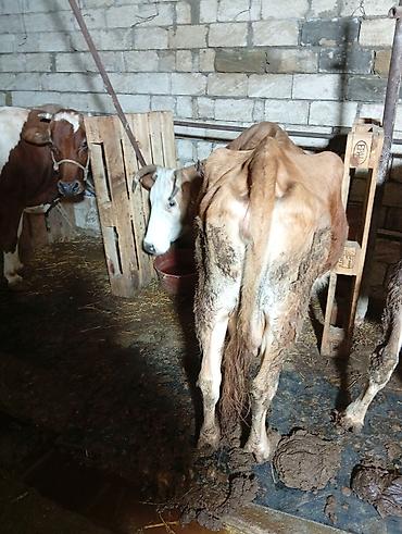 Inəklər, öküzlər: Satılır: inək Xüsusiyyətlər: - Süd istiqamətli yerli cins (qarışıq — 7