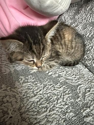 Отдам даром кошку: 2 месяца, Девочка, Метис — 5