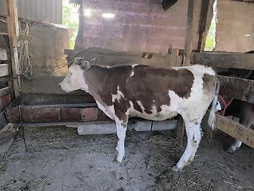 Коровы, быки: Продаю | Тёлка | Алатауская | Для разведения | Не стельные — 7