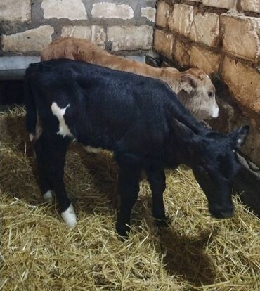 Dana, buzov: Sağlam Erkek ve Dişi Buzovlar — 4