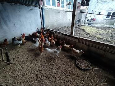 Toyuqlar: Toyuq, Damazlıq — 8