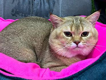 Pişiklər: Şotland — 9