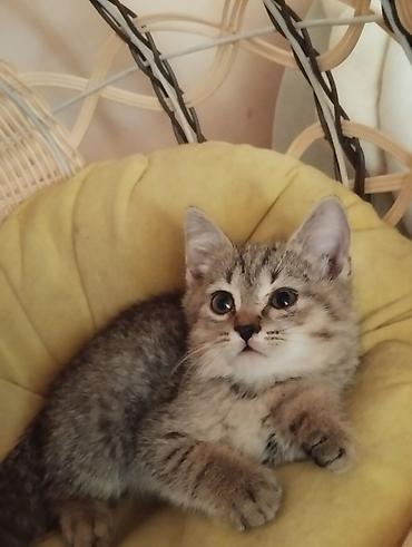 вислоухие котята: Котята тигрового окраса - Пушистые малыши с яркими полосками и — 6