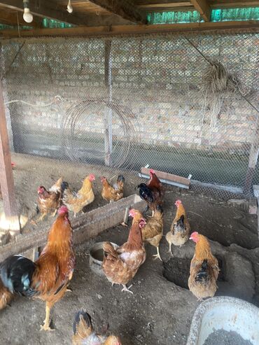 машины на продажу бишкек: Продаю | Куры, Петух | Хай-Лайн Соня Грей, Кучинская | Для разведения, Несушки