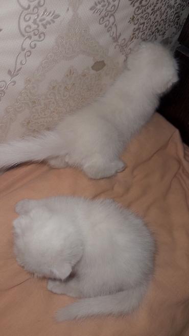 ищу котят: Им два месяца /Белоснежные плюшевые котята с аккуратными сложенными — 4