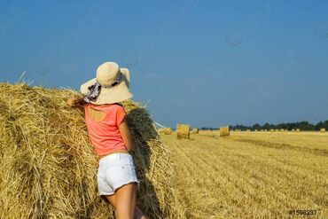 отдам в хорошие руки кошку: Внимание!
Продаю!
Тюки клевера, сухие, плотные!