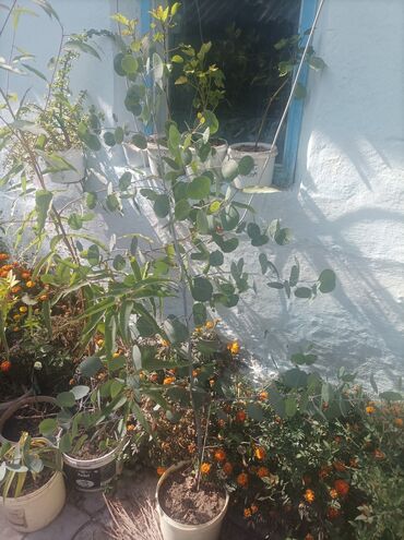 тачка сатылат: Саженцы декоративных растений в контейнерах - Эвкалипт (Eucalyptus)