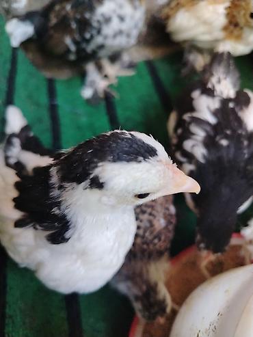 Toyuqlar: Toyuq, Milflör, Damazlıq — 6