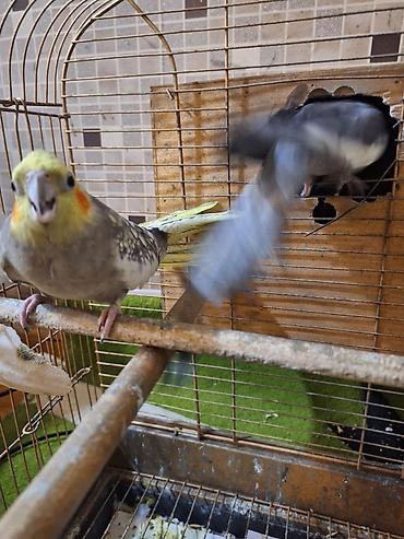 qefes satisi: Salam 1 cüt korella quşu satılır yem qabı su qabı qəfəsi və yuvası var — 5