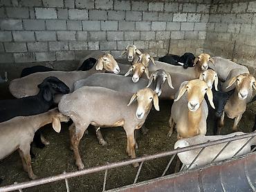 сколько стоит баран: Продаю | Овца (самка), Ягненок, Баран (самец) — 6