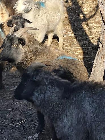 Козы, козлы: Продаю | Коза (самка), Козёл (самец), Козлёнок — 15