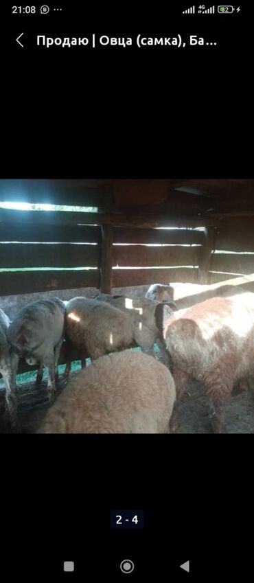 продаю овес: Продаю | Овца (самка), Баран (самец) | Арашан | На забой, Для разведения | Племенные