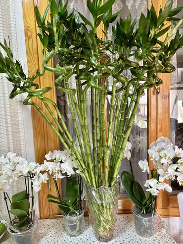 Ofis ləvazimatları: Bambuk (1ədəd) 10azn dəyərindədir. Hündürlük 90-100sm Orxideya 30azn