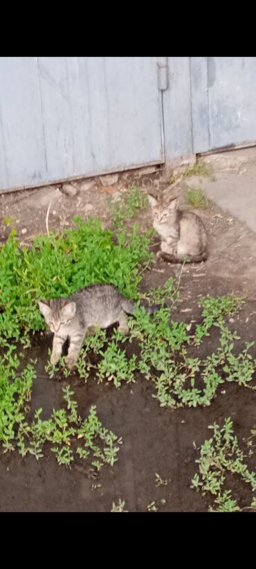 шотландская мраморная кошка: Эркек