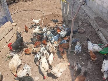 məhəbət quşu: Serbrist toyuqlar satılır 10 toyuq 1 xoruz maşdağa qəsəbəsindəki