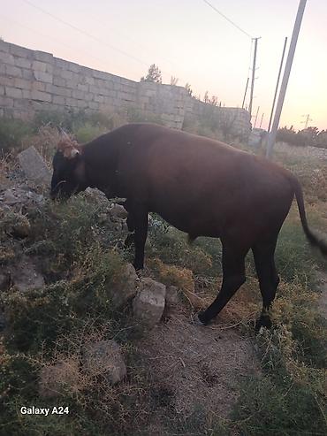 inək: Qaramal – erkek Dana satilir tecili esil bordaxliq danadi — 5