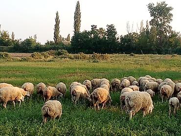 ineklerin satisi: Beyləqan sorrtdu 55 heyvandir satılır bele kiməsə maraqlı olsa — 2