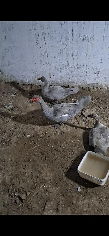 pitbull iti satilir: 14 aylıq laganda erkəyi satilir unvan Baki Binə qiymət sondur kim — 1