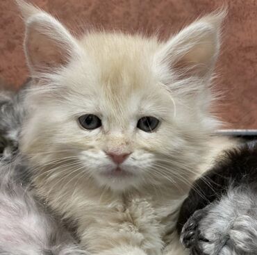 переноска для кота: Породистые котята мейн-кунов.🧿🧿🐈‍⬛ Дата рождения 30.08.2025 года.От