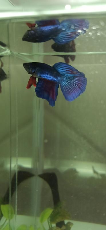 Balıqlar: Betta (Petuşok balığı), Yırtıcı — 5