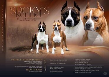 muska kombatica: American Staffordshire terrier kennel Srcky's oglasava za rezervaciju