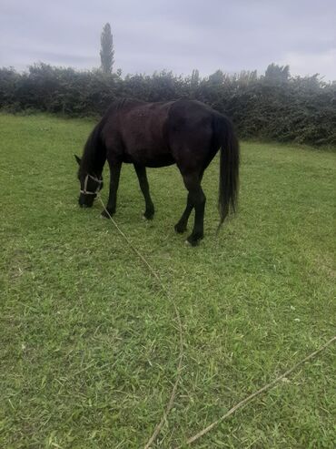 Inəklər, öküzlər: Salam Eleykum At Madyan atdır 7 yaşı var yaxşı yorğası var arabaya da