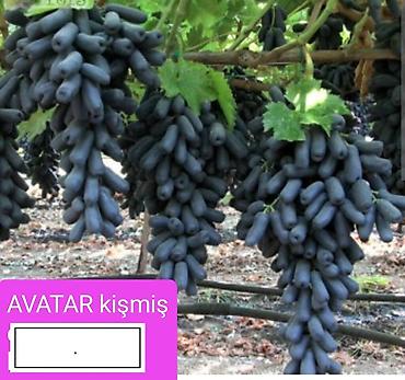 Meyvə və giləmeyvə: Məhsul: Qırmızı/çəhrayı süfrə üzümü (salxım) - Böyük, sıx salxımlar; — 8