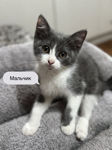 монбельярдская порода коров купить: 2 месяца, Мальчик, Метис, Приучена к лотку, Проглистована