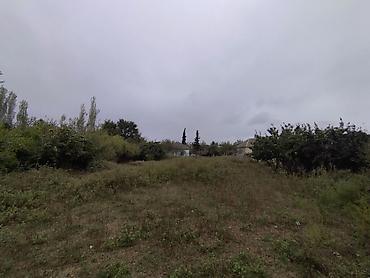 goycayda torpaq satilir: Kənd təsərrüfatı, Mülkiyyətçi, Kupça (Çıxarış) — 8