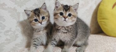корм для кошек и котят: Скотиш Страйт (Шотландиялык тик кулактуу), 2 айлык, Ургаачы, Алтын шиншилла, Лотокко барууга үйрөтүлгөн
