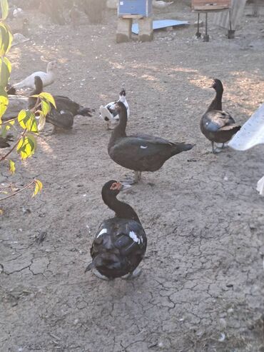 Кондитерские изделия, сладости: Salam lal ördəklər satılır .Fərələr 25 xoruzlar 35 azn .Fərələr