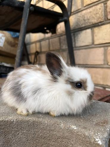 Декоративные кролики: Декоративные кролики (длинношёрстные, тип львиноголовый/карликовый) — 4