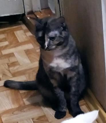 ласка: Друзья !! Очень ласковая и умная добрейшая .воспитанная кошечка 2х — 4