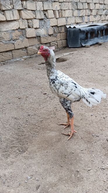 Toyuqlar: Toyuq, Damazlıq, Ünvandan götürmə — 5