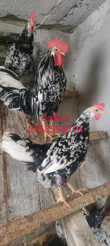 несушки курицы: Продаю | Инкубационные яйца | Леггорн | Для разведения