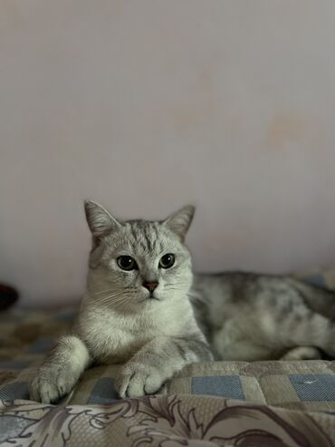 цена на пшеницу на сегодня за наличку: Британская короткошёрстная, 7 месяцев, Мальчик, Серебристая шиншилла
