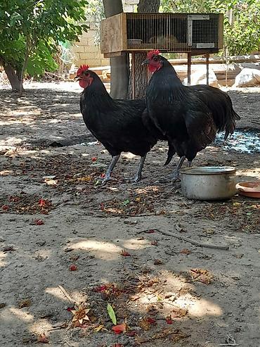 meşə toyuğu: Təmiz avsrolop xoruzlardi 5ayliqdi 3 kiloya yaxin çəkiləri var — 3