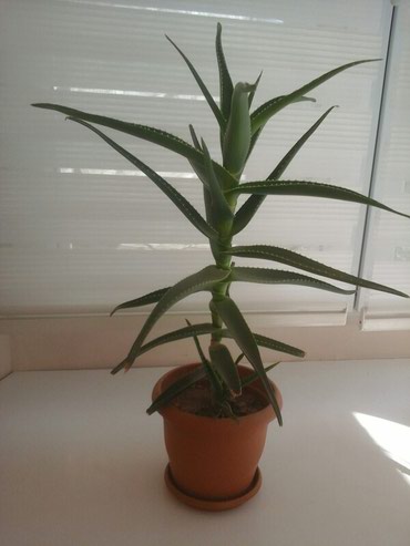 bezek bitkisi: Aloe